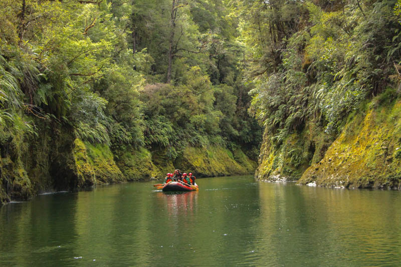 Native beech forest on the Upper Grey / Māwheranui